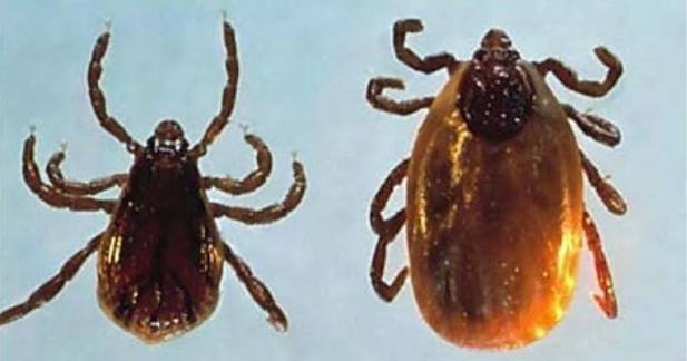 Tick removal Avon