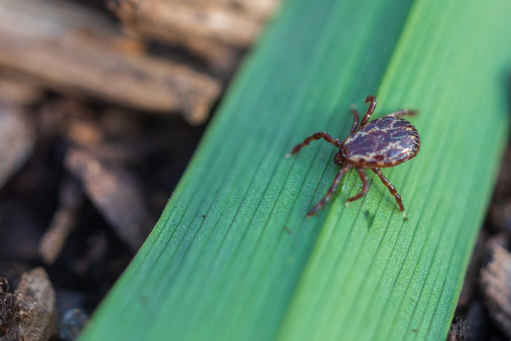 Tick removal Avon