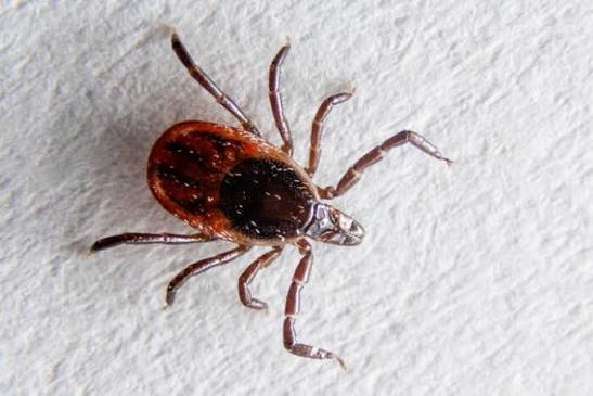Tick removal Avon