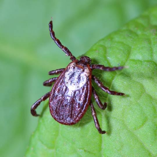 Tick removal Avon