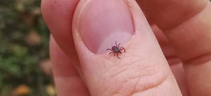 Tick removal Avon