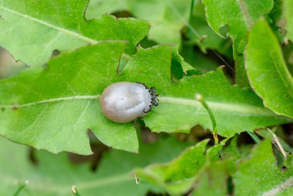 Tick removal Avon